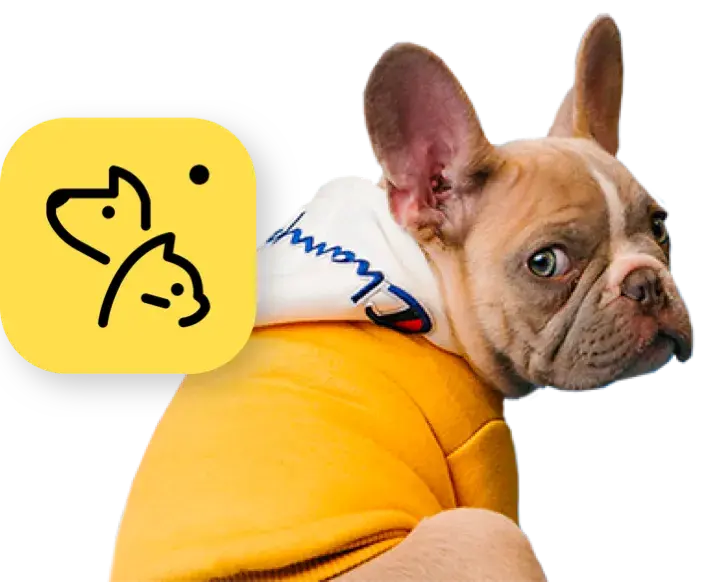 Banner dog